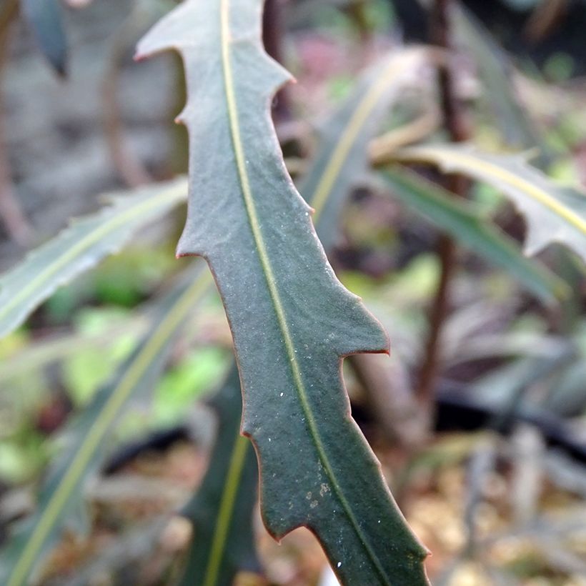 Pseudopanax Bronze Eagle (Feuillage)