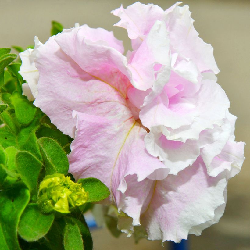 Graines de Pétunia Cascade Pink Orchid Mist F1 (Floraison)