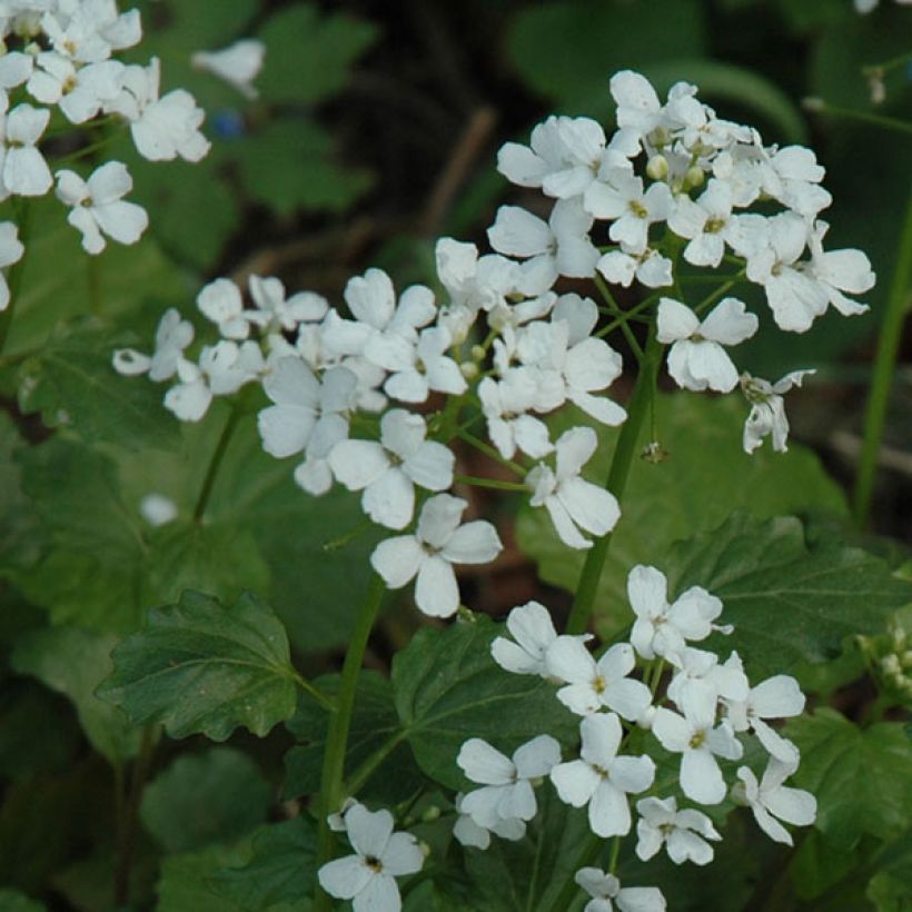 Pachyphragma macrophyllum (Floraison)