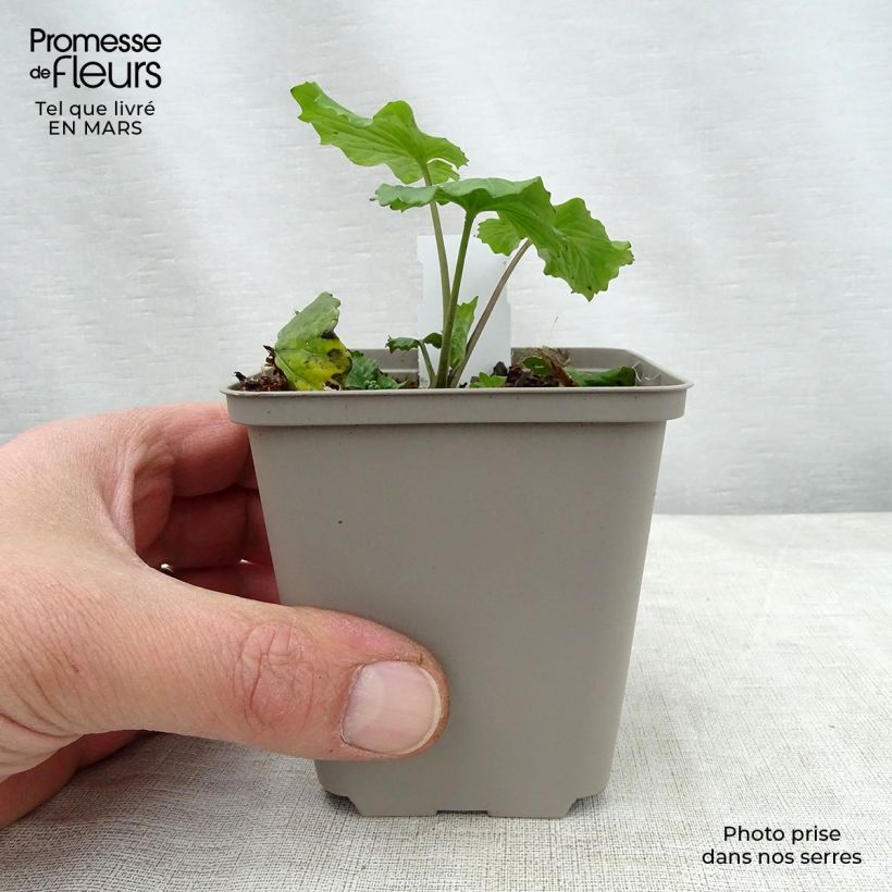 Spécimen de Pachyphragma macrophyllum Godet de 9cm tel que livré au printemps