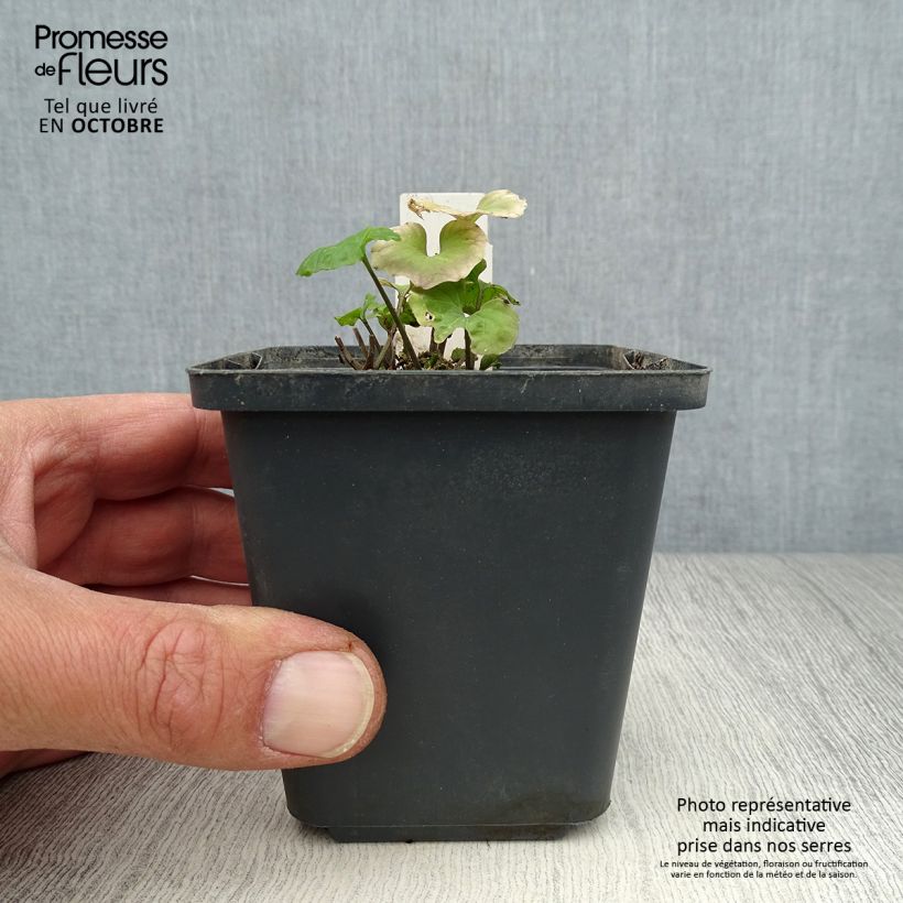 Spécimen de Pachyphragma macrophyllum Godet de 8/9 cm tel que livré en automne