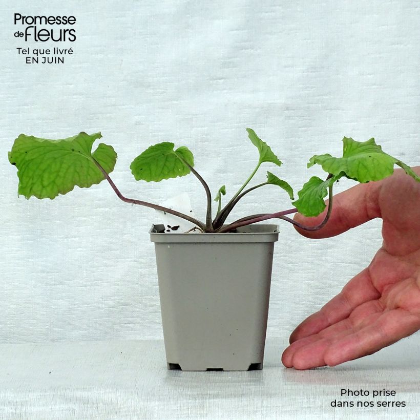Spécimen de Pachyphragma macrophyllum Godet de 8/9 cm tel que livré en été