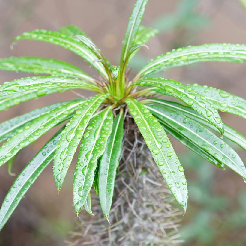 Pachypodium lamerei - Palmier de Madagascar (Feuillage)