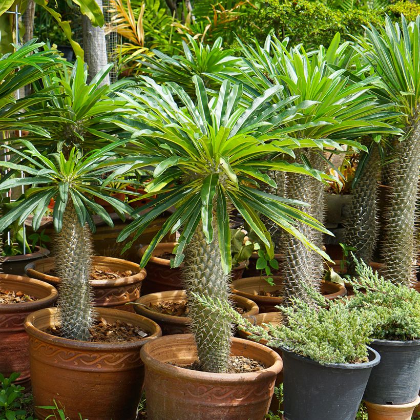 Pachypodium lamerei - Palmier de Madagascar (Port)