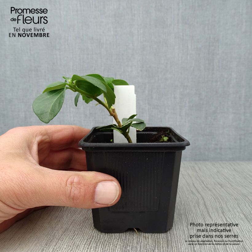 Spécimen de Pachysandra terminalis tel que livré en automne