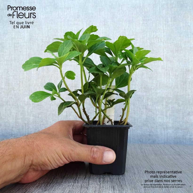 Spécimen de Pachysandra terminalis Godet de 8/9 cm tel que livré en été