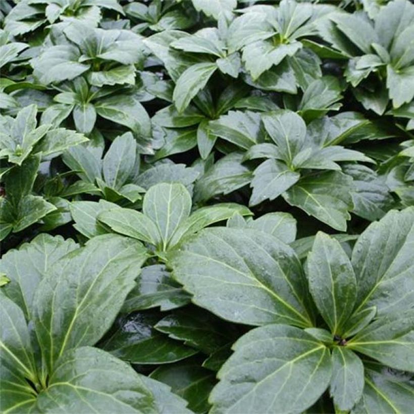 Pachysandra terminalis Green Carpet (Port)