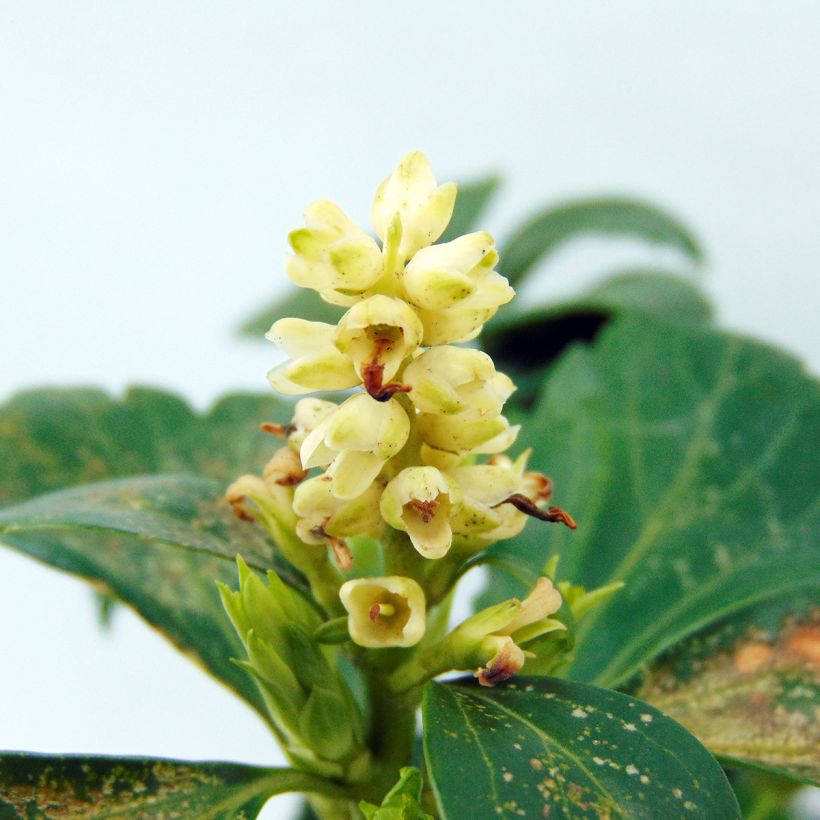 Pachysandra terminalis Green Carpet (Floraison)