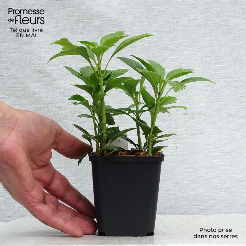 Spécimen de Pachysandra terminalis Green Carpet Godet de 9cm tel que livré au printemps