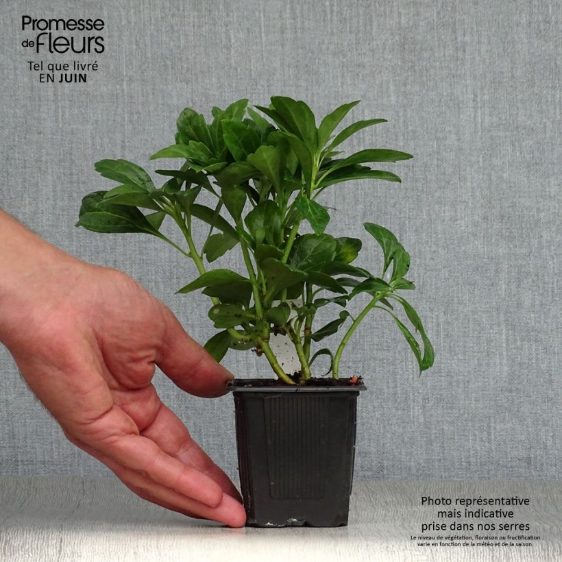 Spécimen de Pachysandra terminalis Green Carpet tel que livré en ete