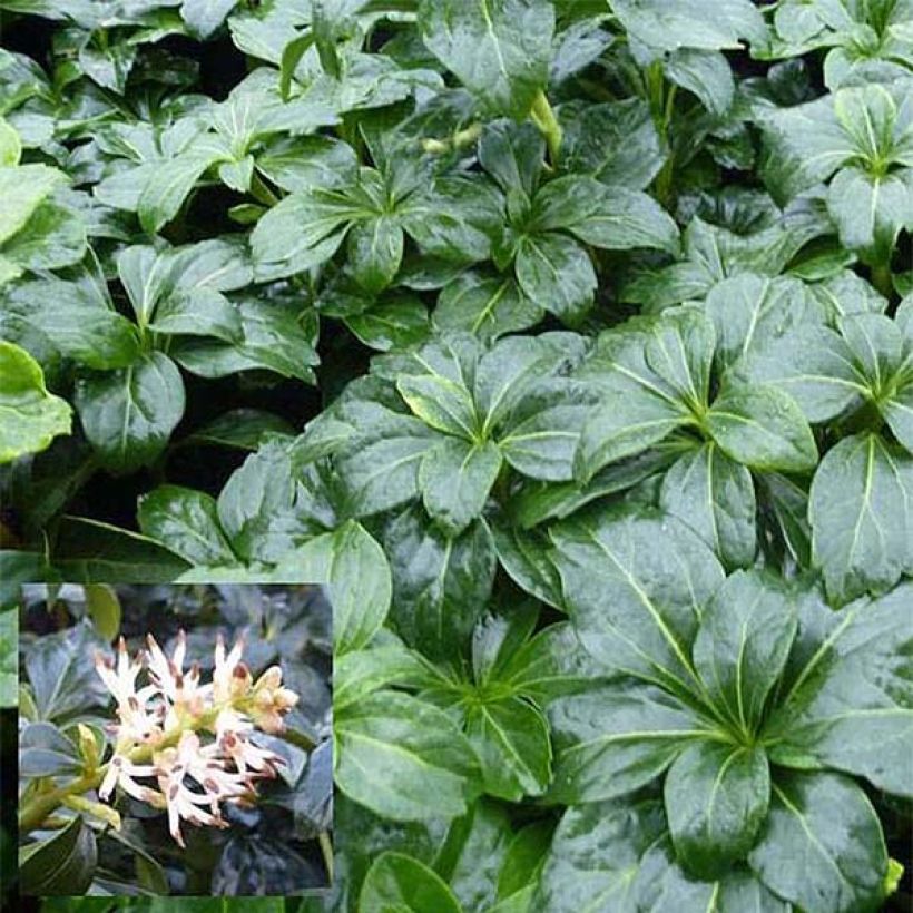 Pachysandra terminalis Green Sheen (Feuillage)