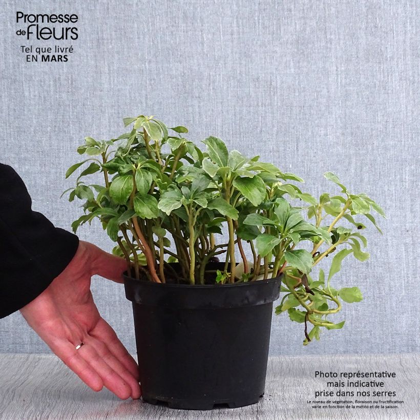 Spécimen de Pachysandra terminalis Green Sheen tel que livré en hiver