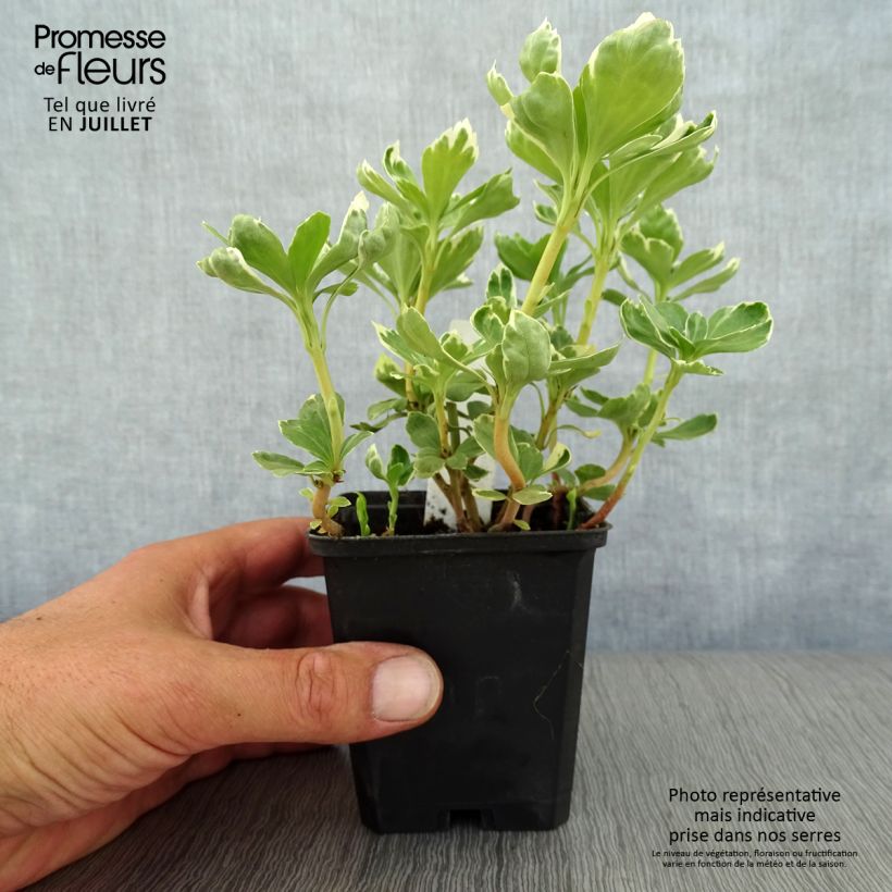 Spécimen de Pachysandra terminalis Variegata Godet de 8/9 cm tel que livré en été