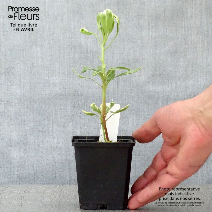Spécimen de Pachysandra terminalis Variegata Godet de 9cm tel que livré au printemps