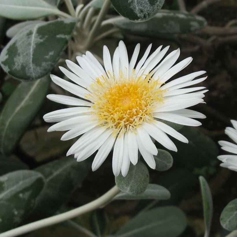 Pachystégia insignis Daizea - Marguerite de Nouvelle-Zélande (Floraison)
