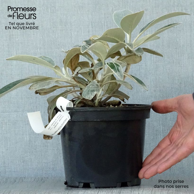 Spécimen de Pachystégia insignis Daizea - Marguerite de Nouvelle-Zélande Pot de 2L/3L tel que livré en automne