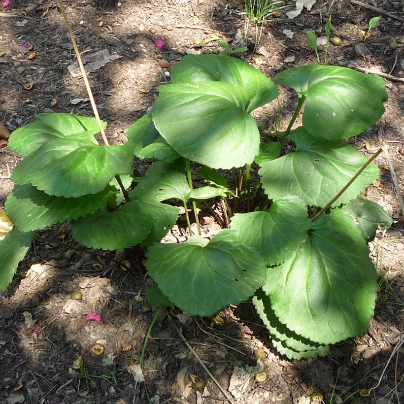 Packera aurea - Séneçon doré, séneçon jacobée (Feuillage)