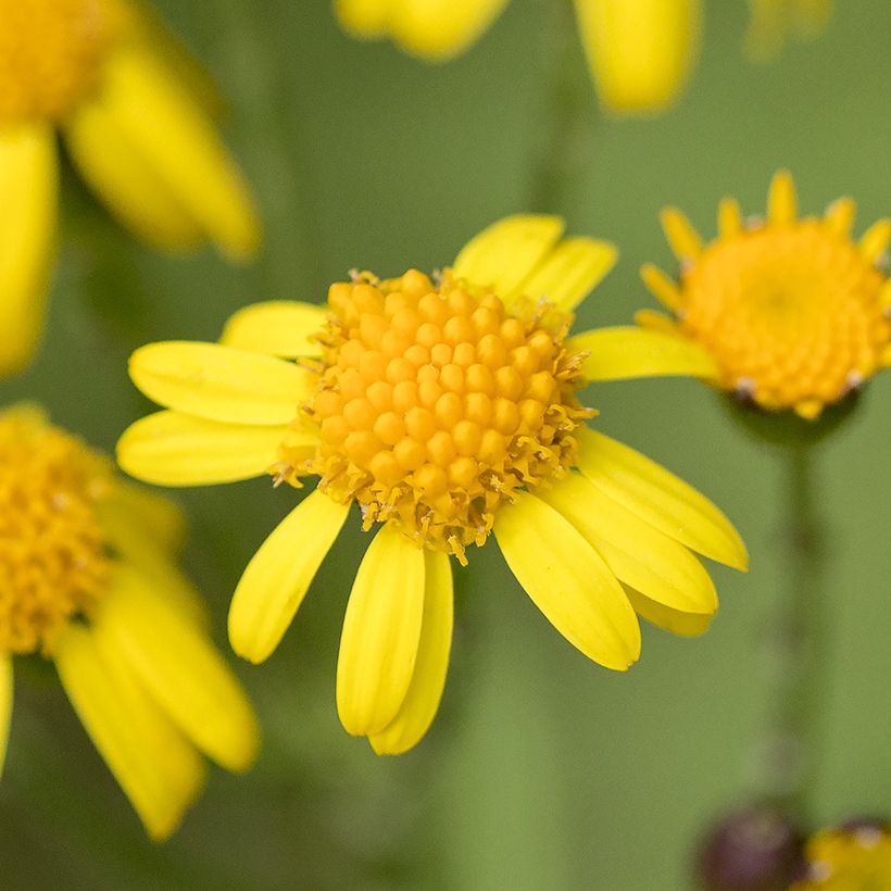 Packera aurea - Séneçon doré, séneçon jacobée (Floraison)