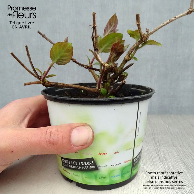Spécimen de Paederia lanuginosa - Plante fromage Pot de 1L tel que livré au printemps