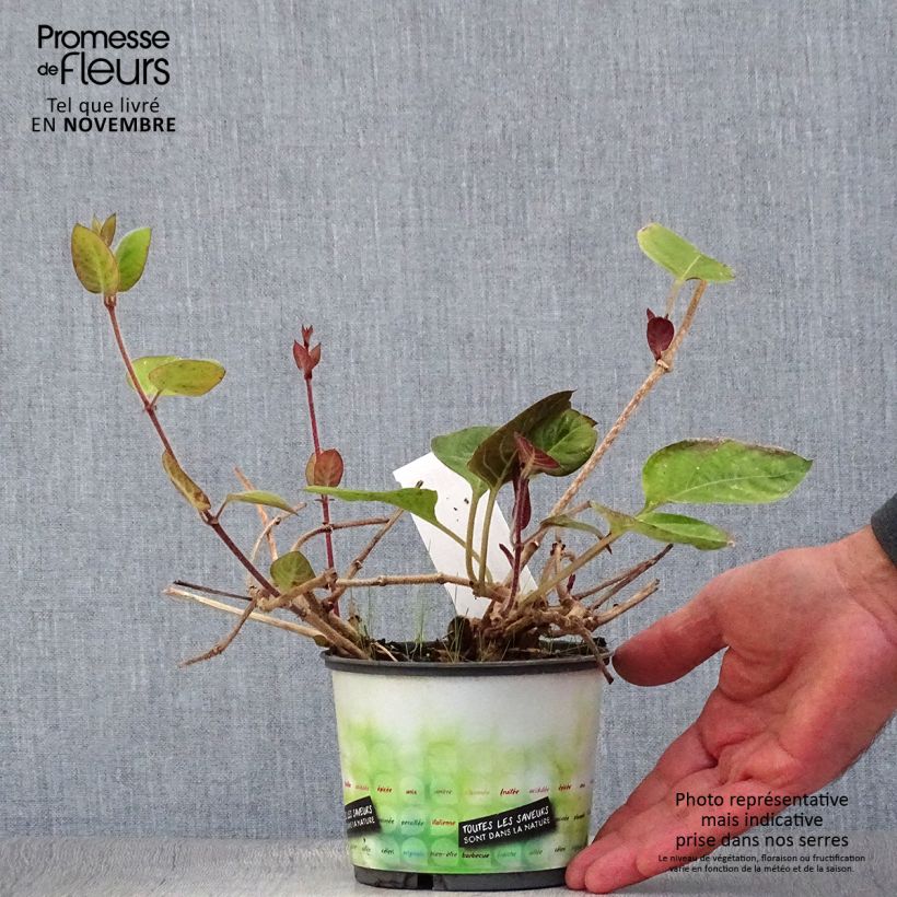 Spécimen de Paederia lanuginosa - Plante fromage Pot de 1L/1,5L tel que livré en automne