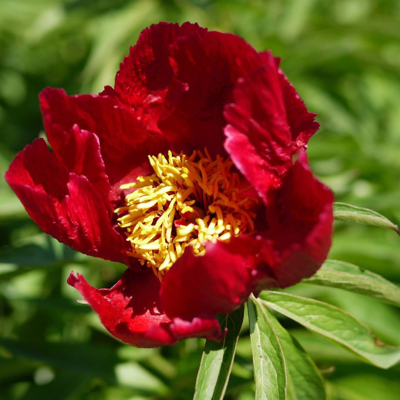 Pivoine Early Scout (Floraison)