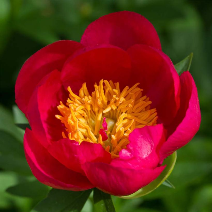 Pivoine Flame (Floraison)