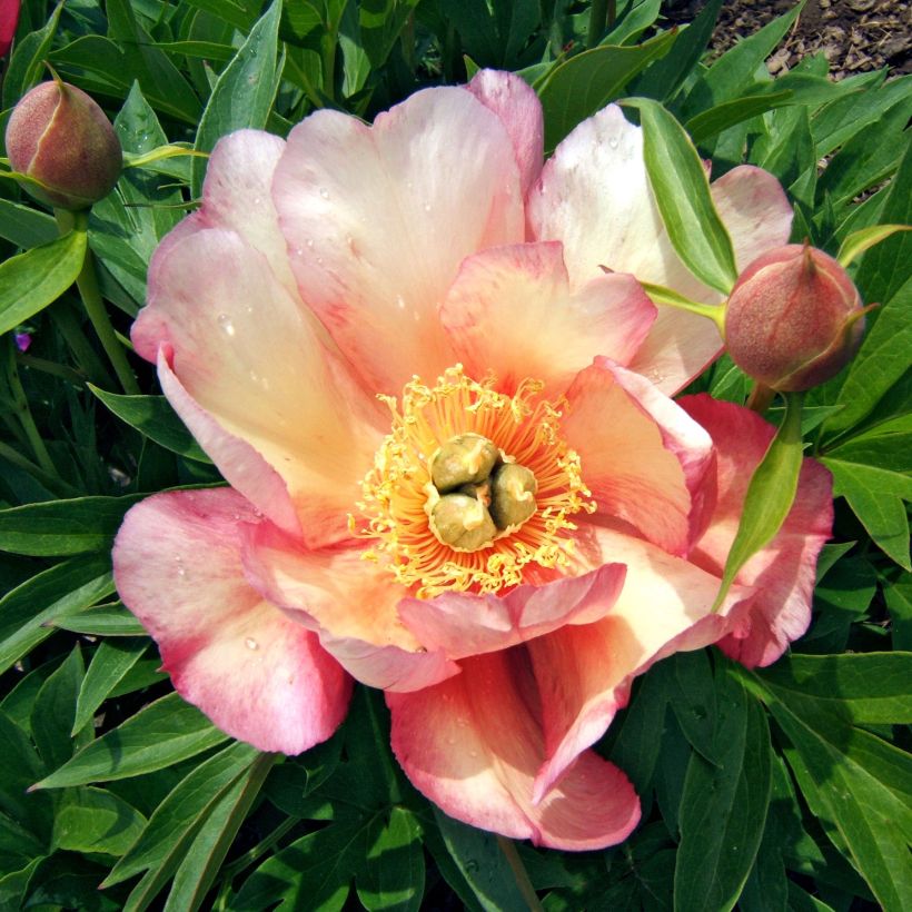 PIvoine Itoh Julia Rose (Floraison)