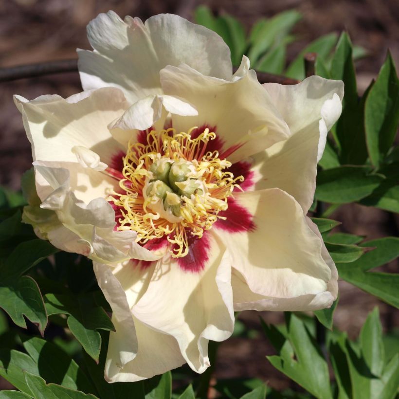 PIvoine Itoh Pastel Splendor (Floraison)