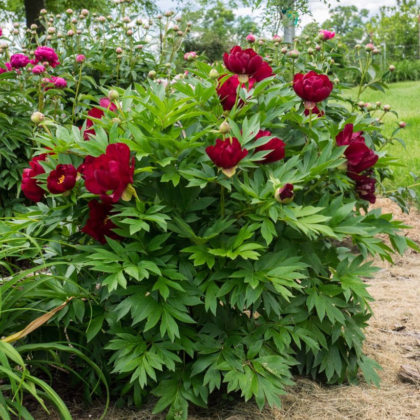 Pivoine Itoh Scarlet Heaven (Port)