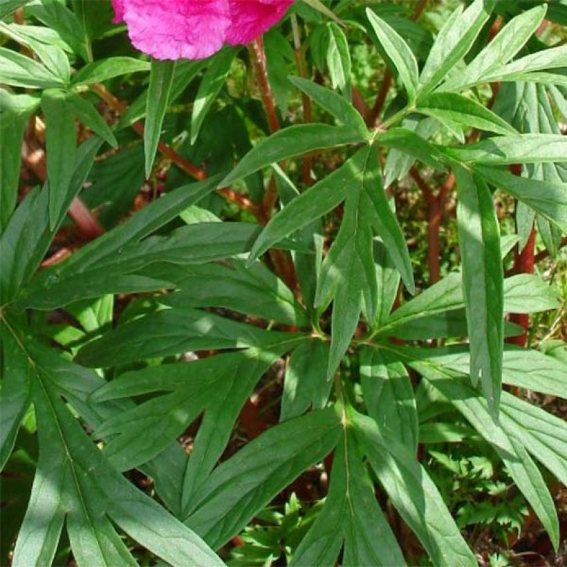 Pivoine botanique - Paeonia anomala (Feuillage)