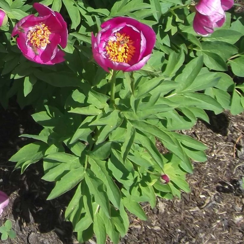 Pivoine botanique - Paeonia humilis (Feuillage)