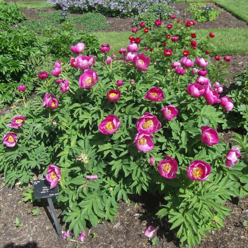 Pivoine botanique - Paeonia humilis (Port)