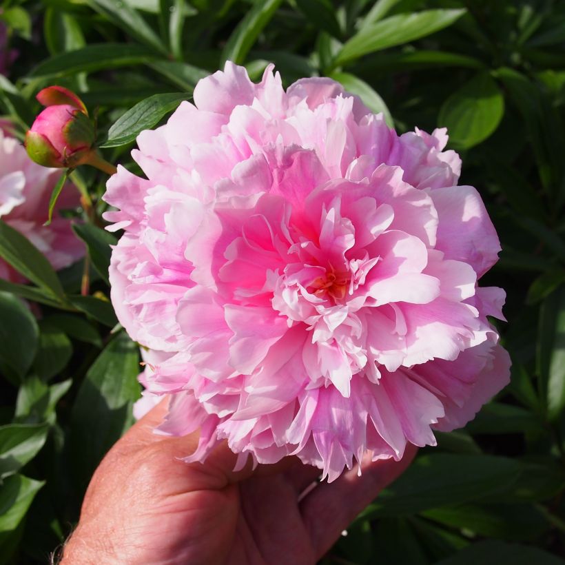 Pivoine lactiflora Edulis Superba (Floraison)