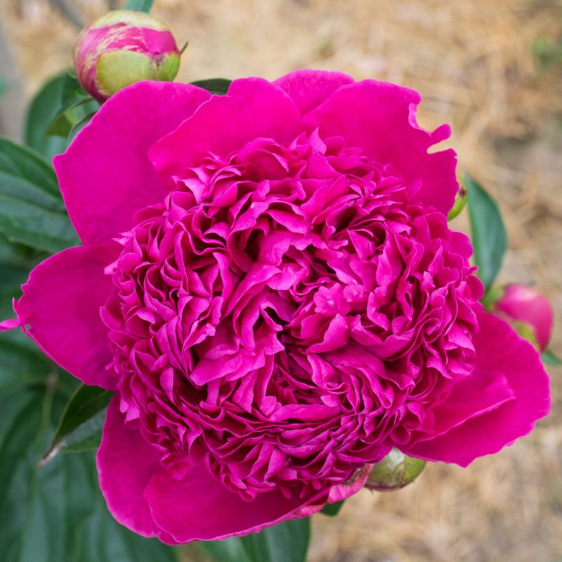 Pivoine lactiflora Félix Crousse (Floraison)