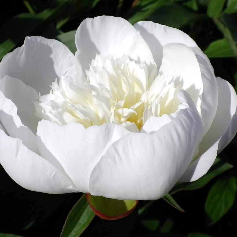 Pivoine lactiflora Immaculée (Floraison)