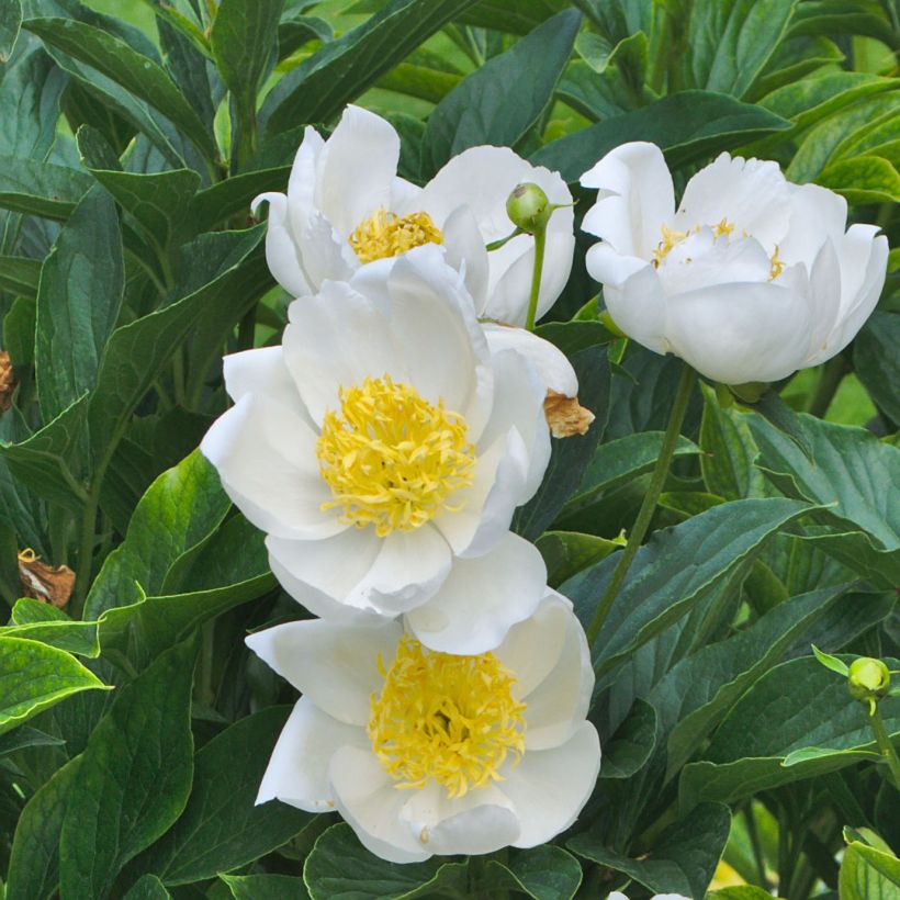 Pivoine lactiflora Jan van Leeuwen (Floraison)