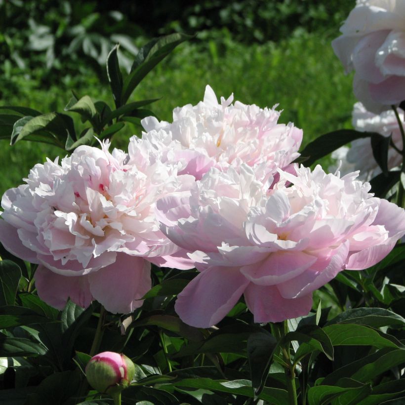 Pivoine lactiflora Lady Alexandra Duff (Floraison)