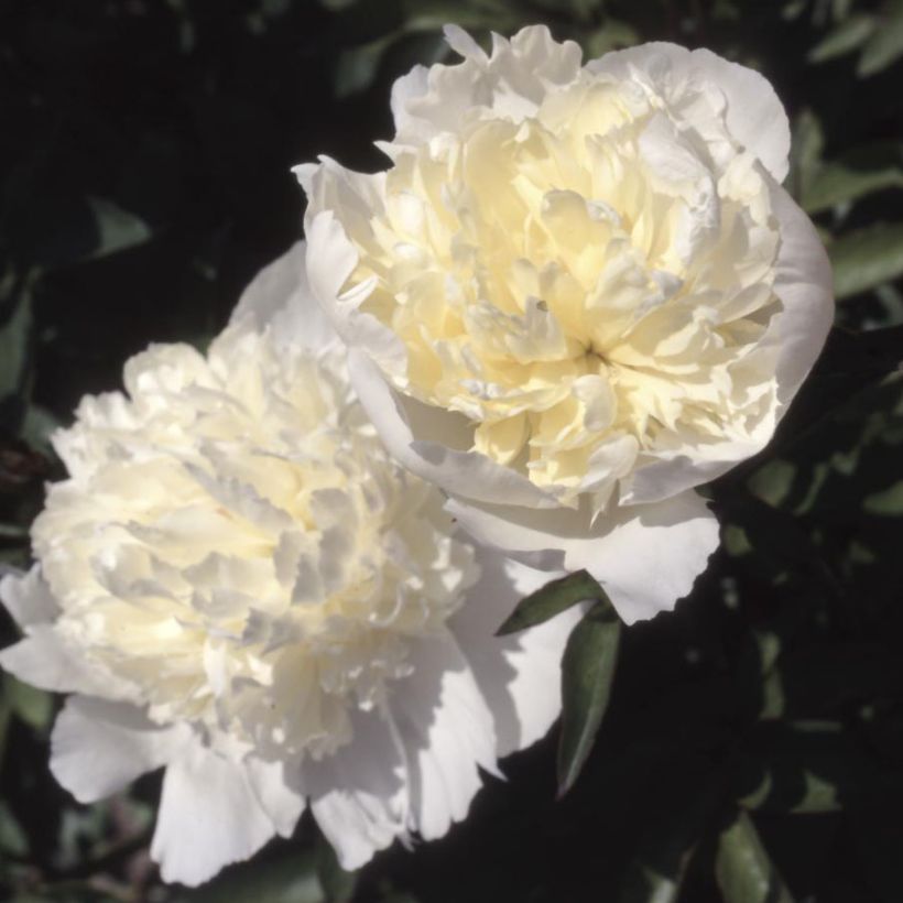 Pivoine lactiflora Laura Dessert (Floraison)