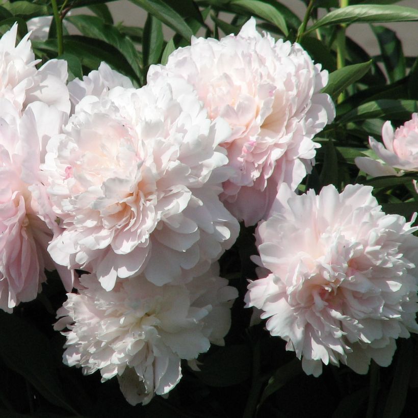 Pivoine lactiflora Madame Calot (Floraison)