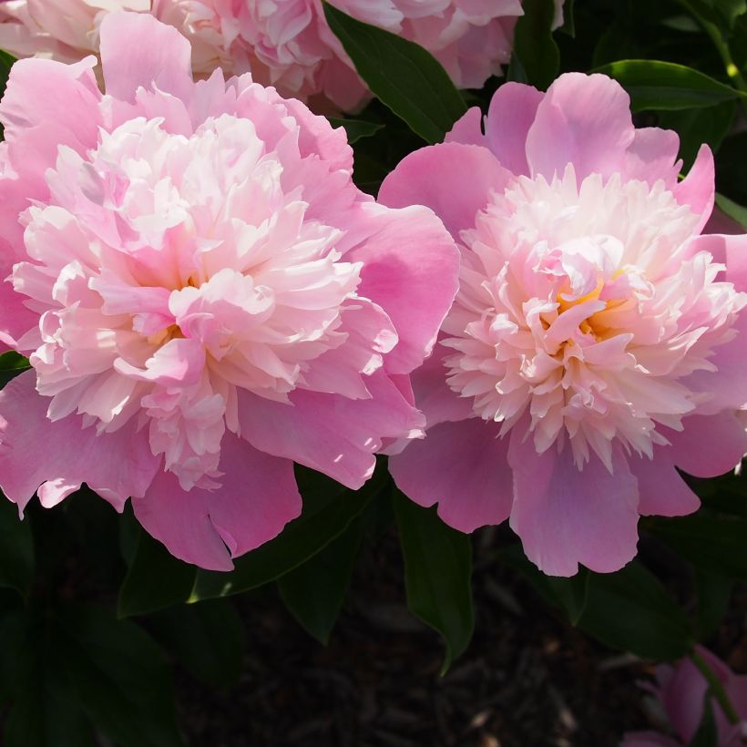 Pivoine lactiflora Monsieur Jules Elie (Floraison)