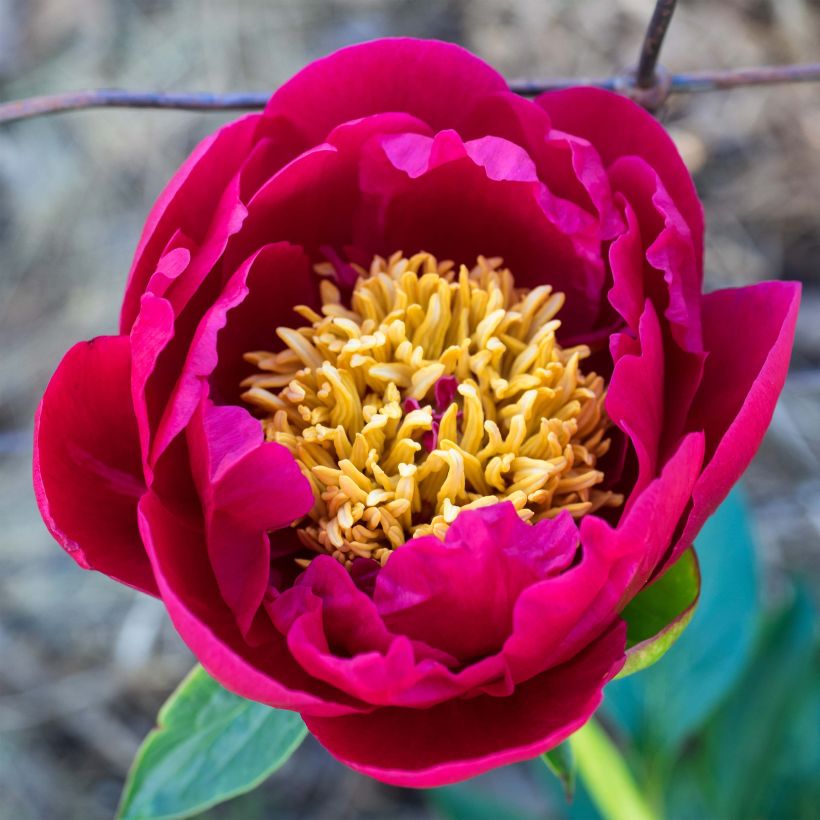 Pivoine lactiflora Nippon Beauty (Floraison)