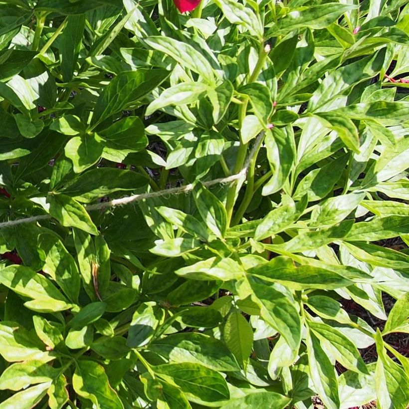 Pivoine lactiflora Red Charm (Feuillage)