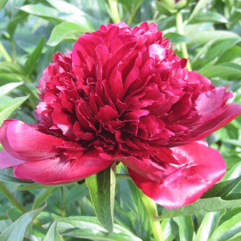 Pivoine lactiflora Red Charm (Floraison)