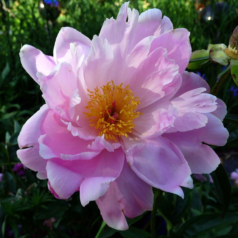 Pivoine lactiflora Sea Shell (Floraison)