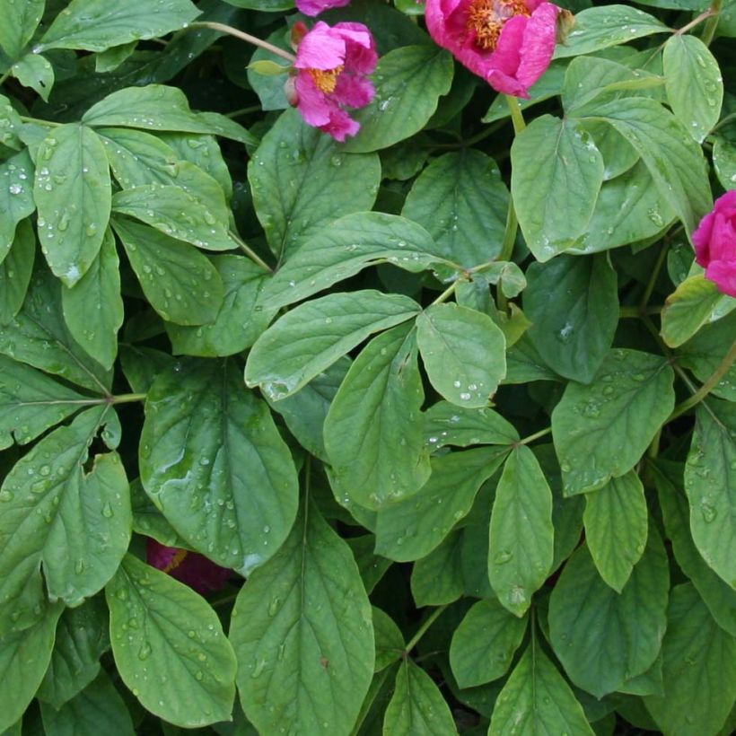 Pivoine botanique - Paeonia mascula (Feuillage)