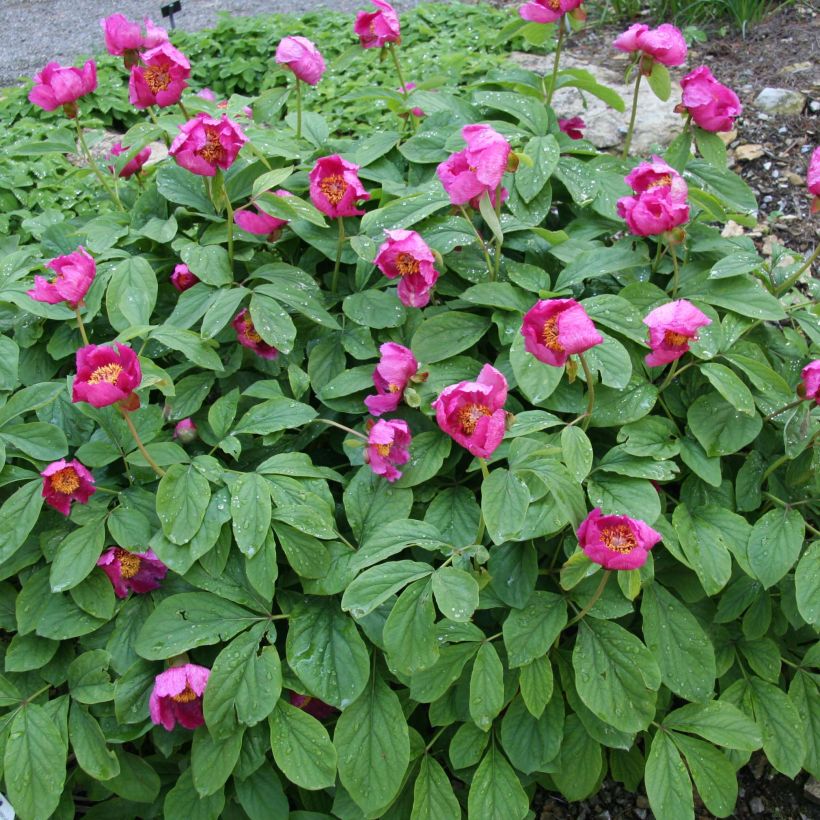 Pivoine botanique - Paeonia mascula (Port)