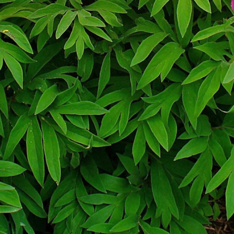 Pivoine botanique - Paeonia officinalis Mollis (Feuillage)
