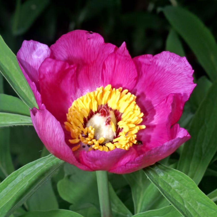 Pivoine botanique - Paeonia officinalis Mollis (Floraison)