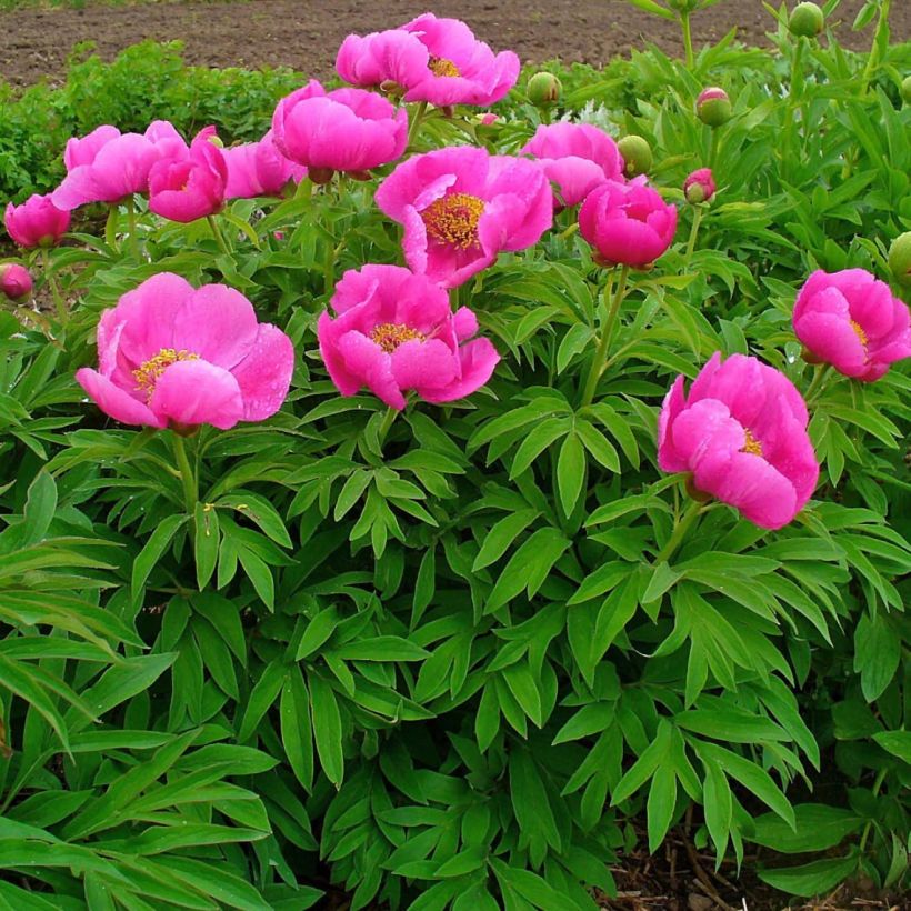 Pivoine botanique - Paeonia officinalis Mollis (Port)