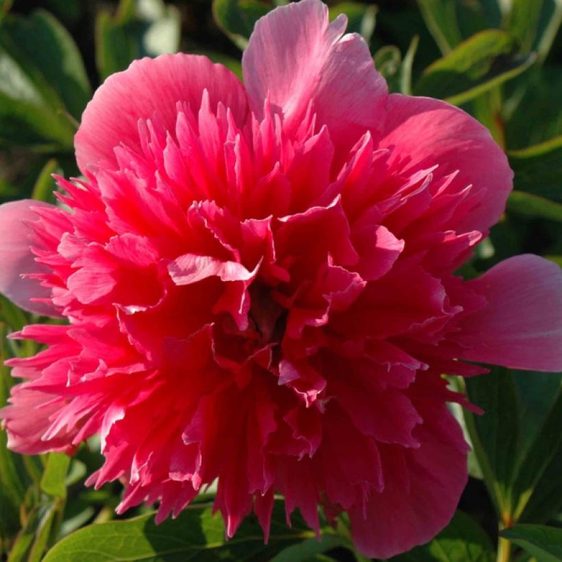 Pivoine officinale Rosea Plena (Floraison)